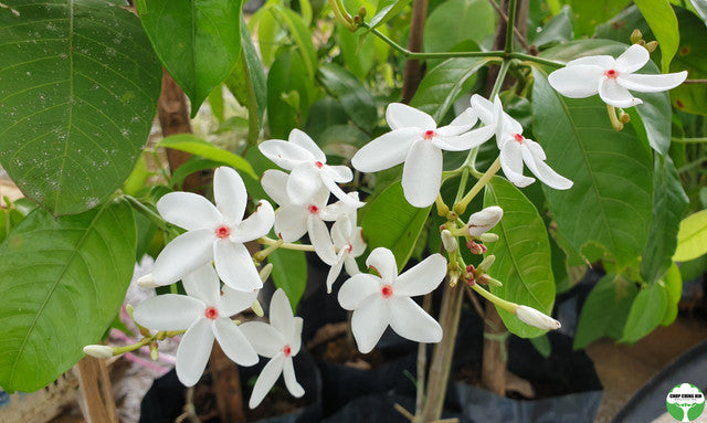 Kopsia singapurensis