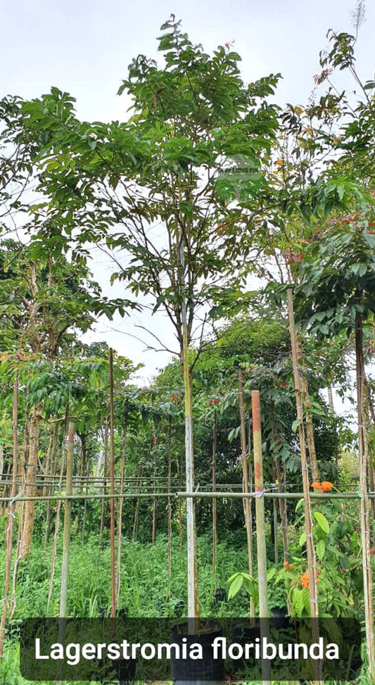 Lagerstroemia floribunda