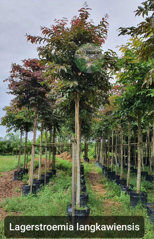 Lagerstroemia langkawiensis