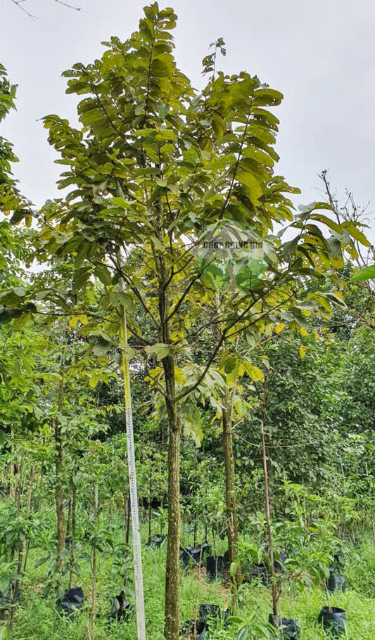 Lagerstroemia tomentosa