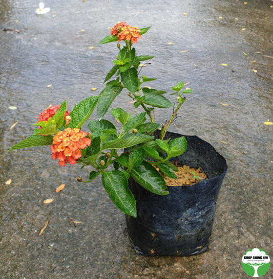 Lantana camara 'Hybrida'