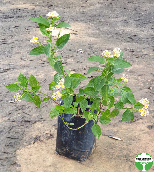 Lantana camara 'Mutabilis'