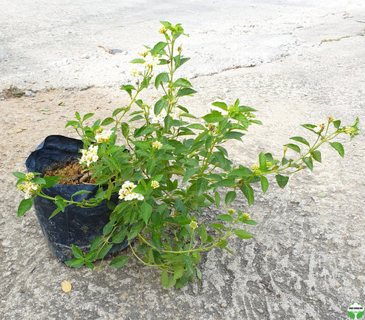 Lantana camara 'Nivea'