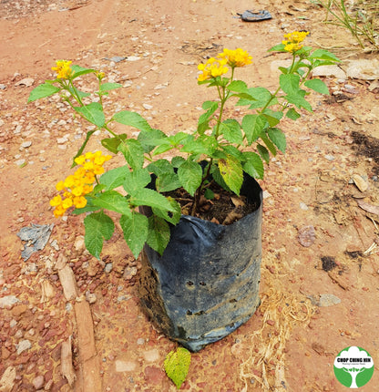 Lantana camara 'Sundancer'