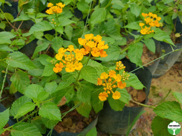 Lantana camara 'Sundancer'