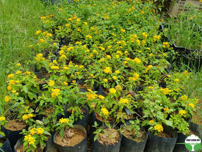 Lantana camara 'Sundancer'