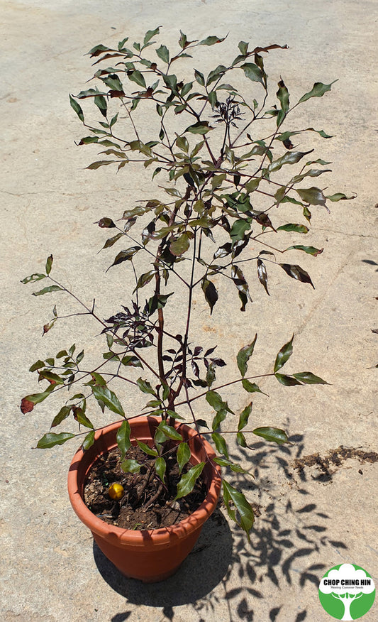 Leea guineensis 'Burgundy'