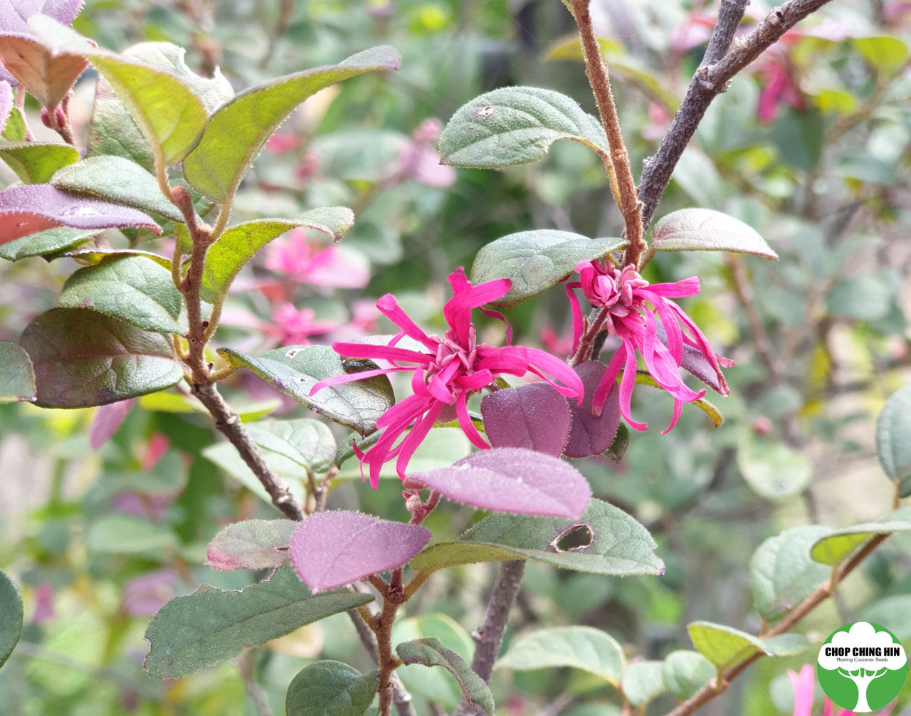 Loropetalum chinense var. rubrum