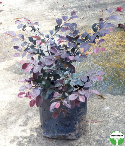 Loropetalum chinense var. rubrum