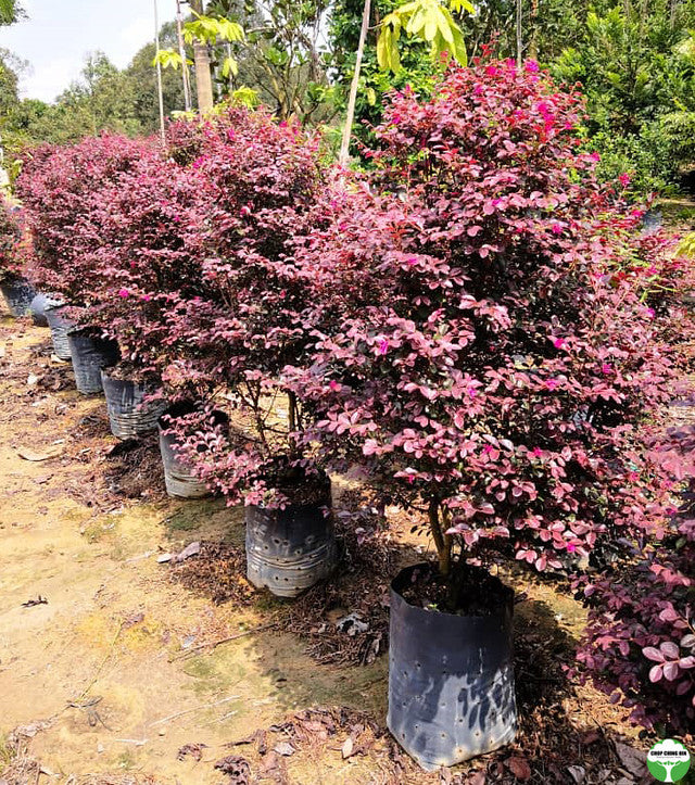 Loropetalum chinense var. rubrum