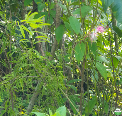 Mimosa diplotricha var. inermis