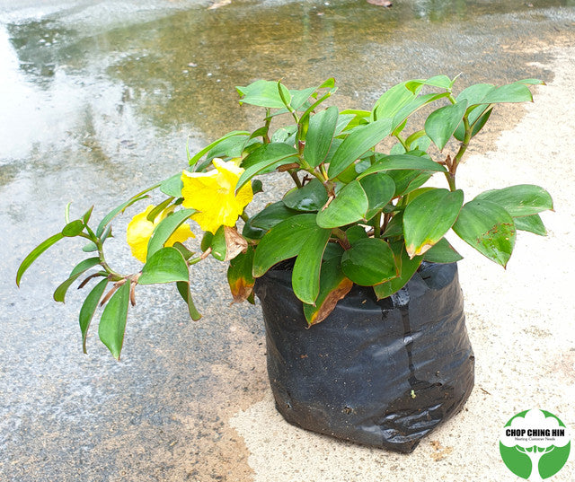 Monocostus uniflorus Chop Ching Hin