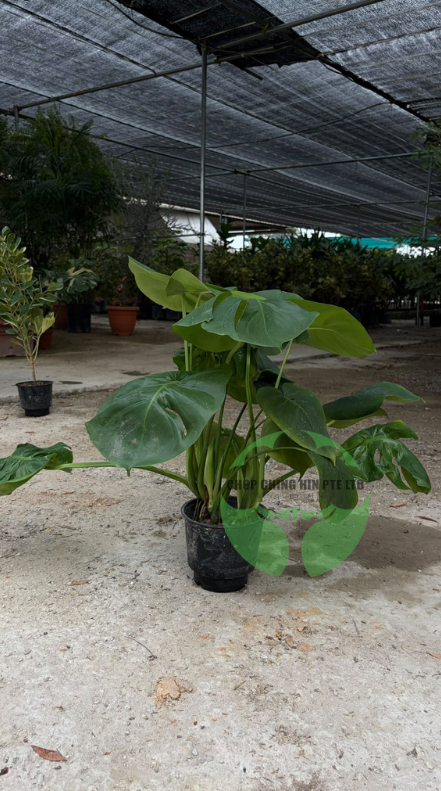 Monstera deliciosa (Hydro)