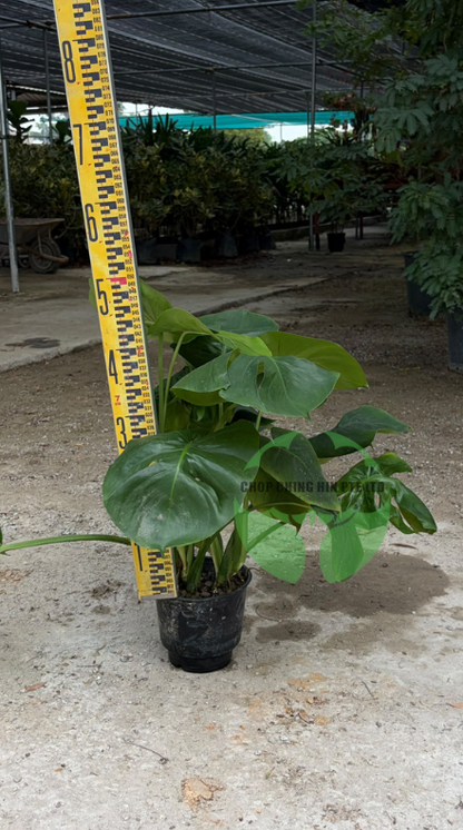 Monstera deliciosa (Hydro)