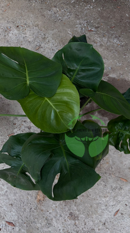 Monstera deliciosa (Hydro)