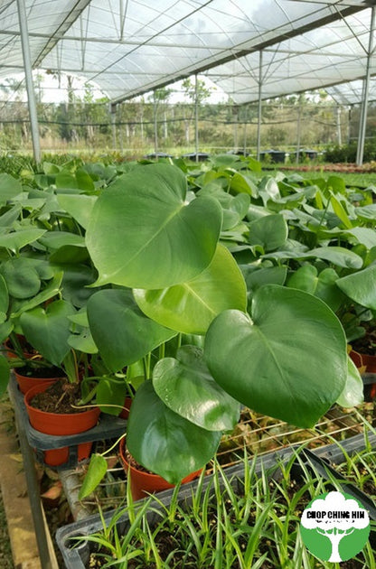 Monstera deliciosa POTTED