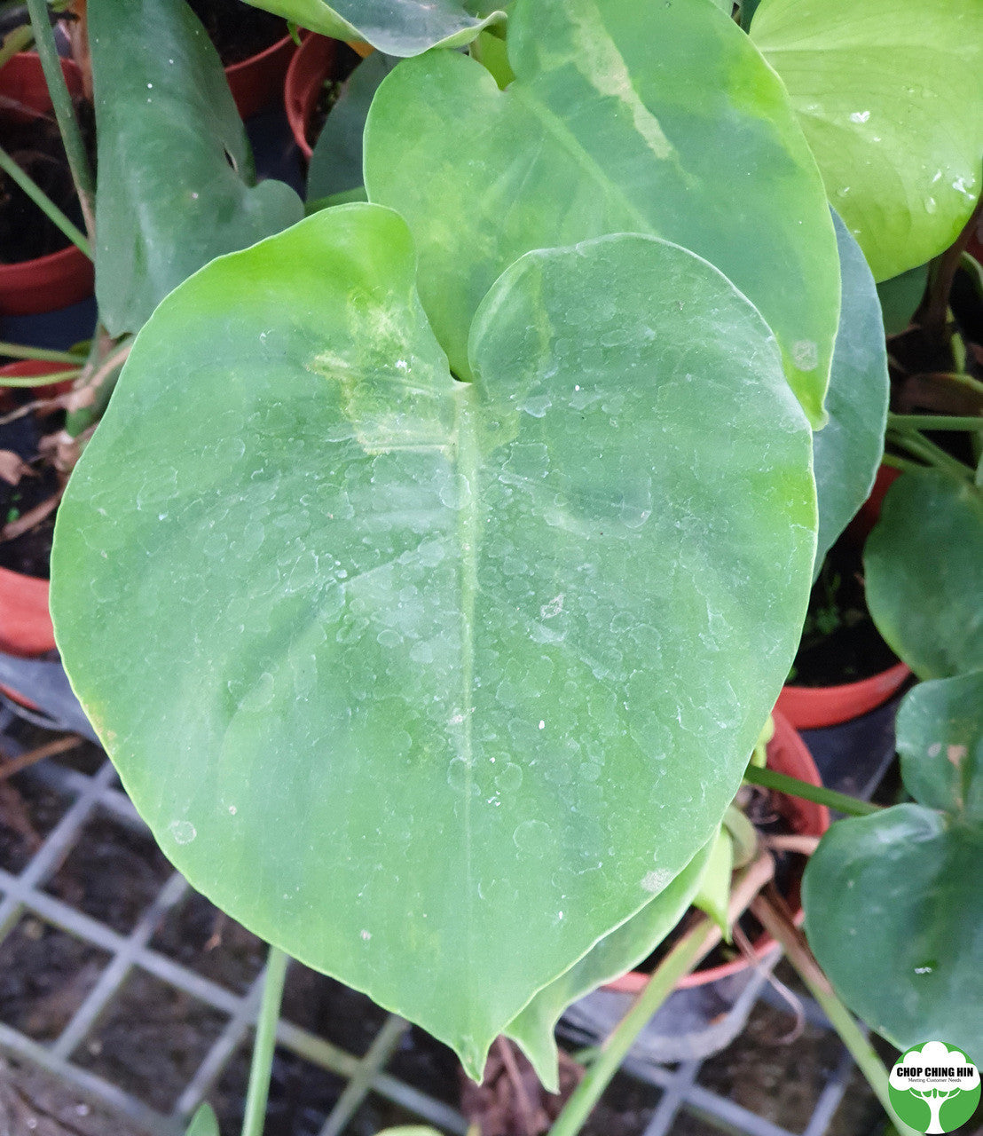 Monstera deliciosa POTTED