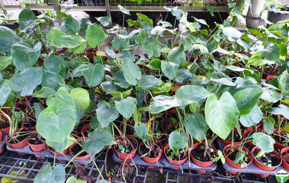 Monstera deliciosa POTTED