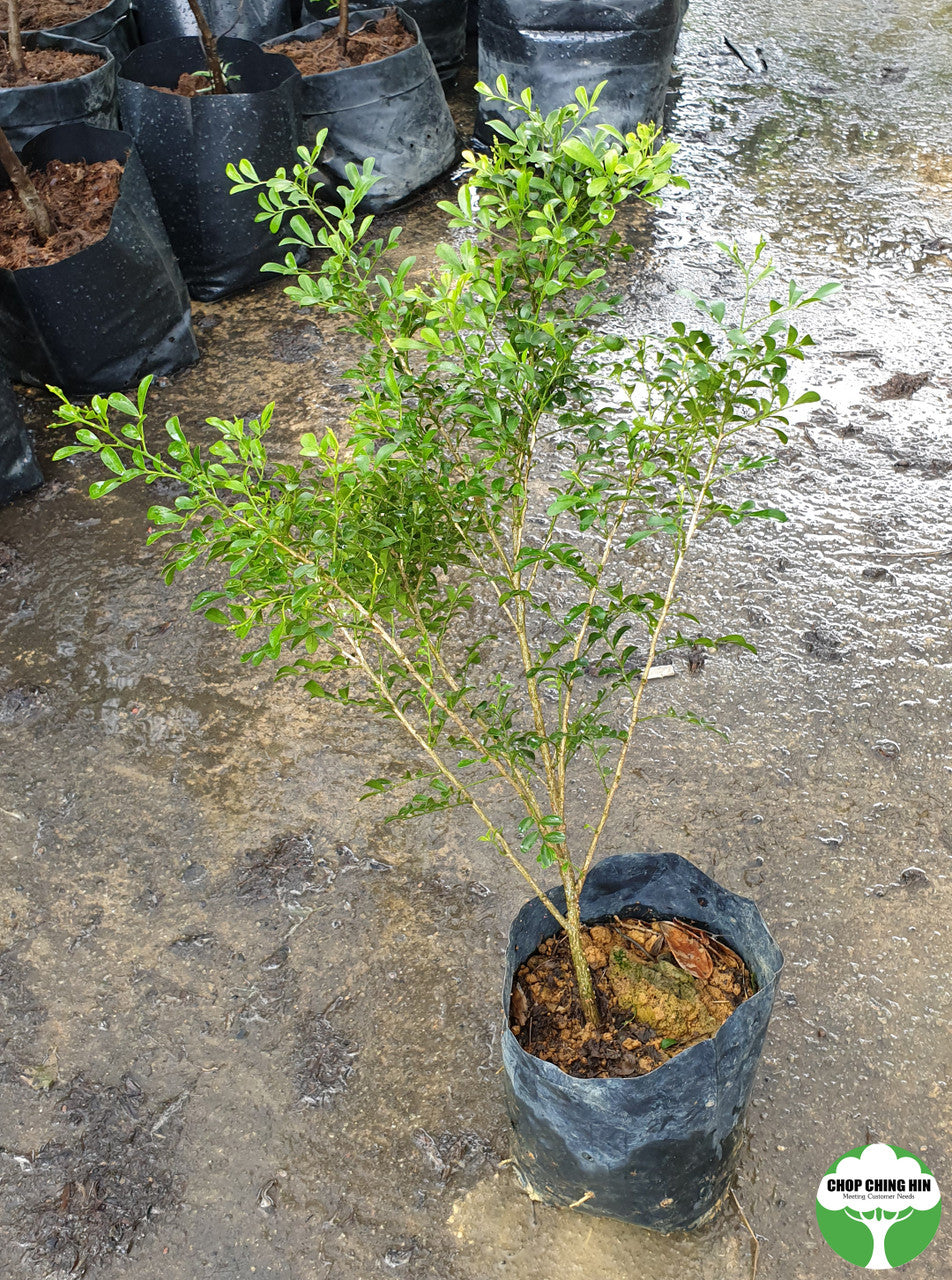 Murraya paniculata 'Min-A-Min'