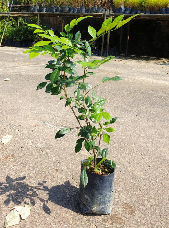 Murraya paniculata 'Min-A-Min'