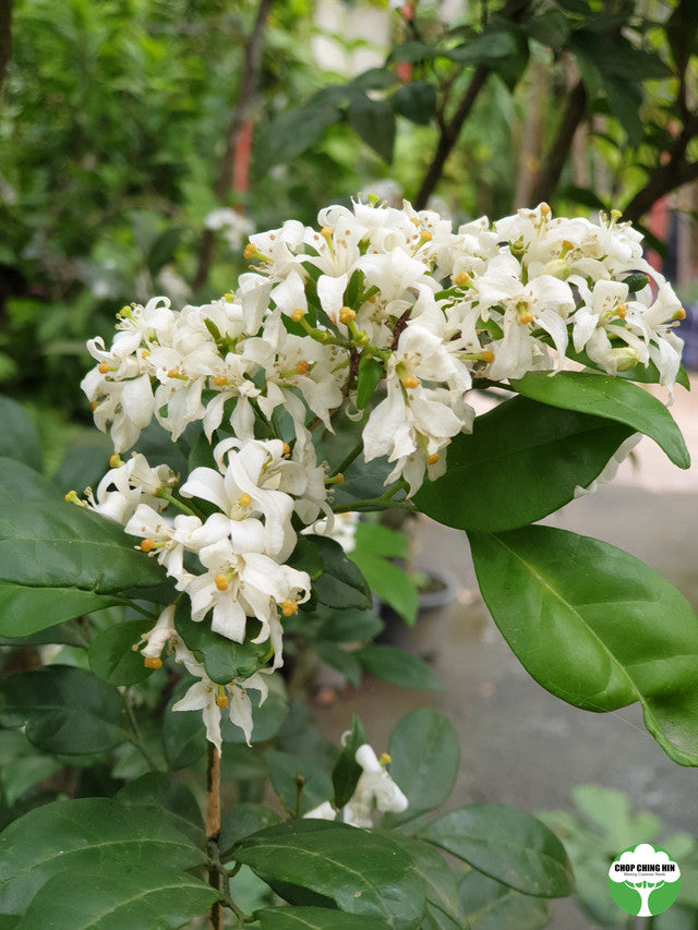 Murraya paniculatum