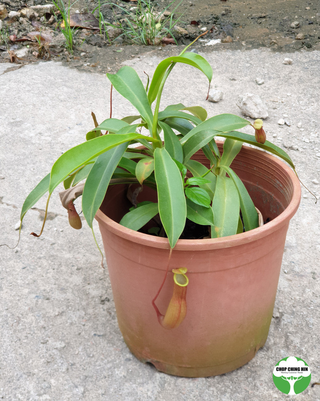 Nepenthes gracilis