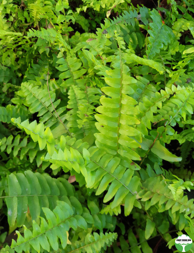 Nephrolepis exaltata