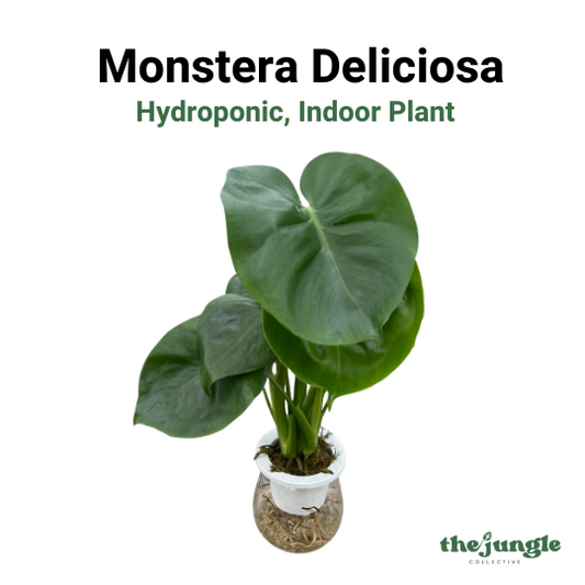 Hydroponic Monstera Deliciosa