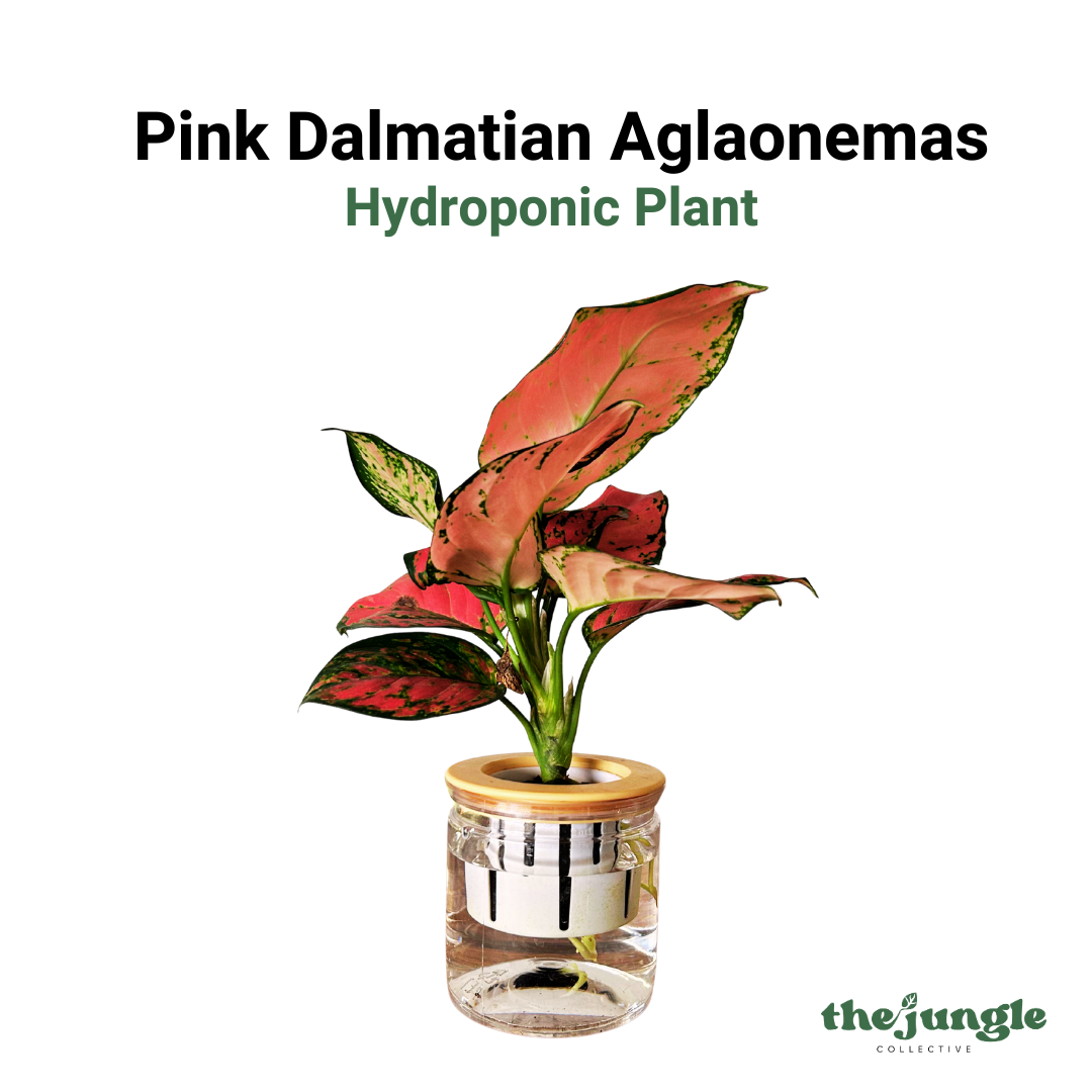 Hydroponic Pink Dalmatian Aglaonemas