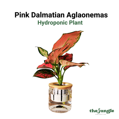 Hydroponic Pink Dalmatian Aglaonemas