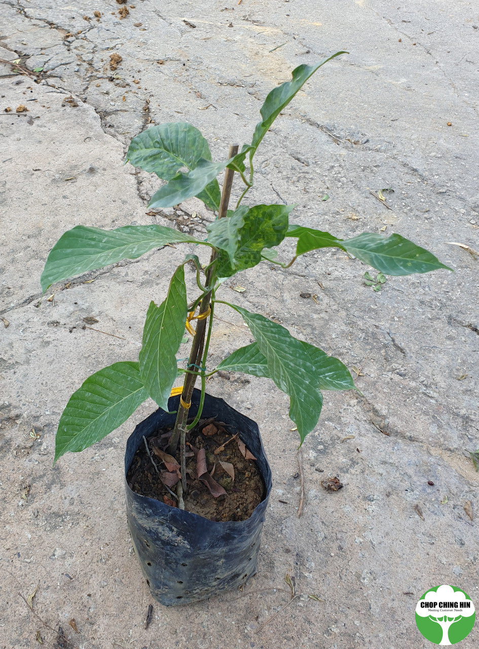 Odontadenia macrantha