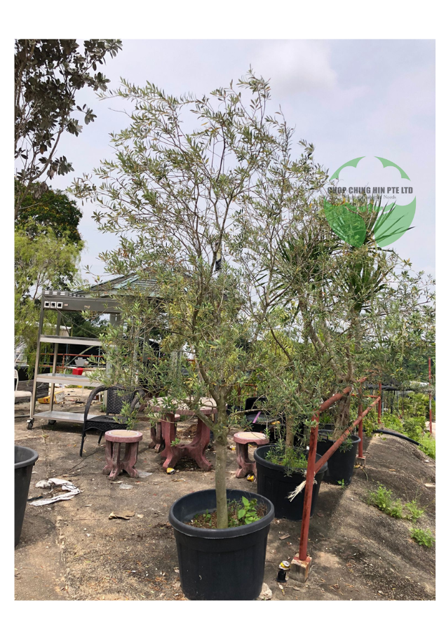 Olea Europaea (Olive Tree)