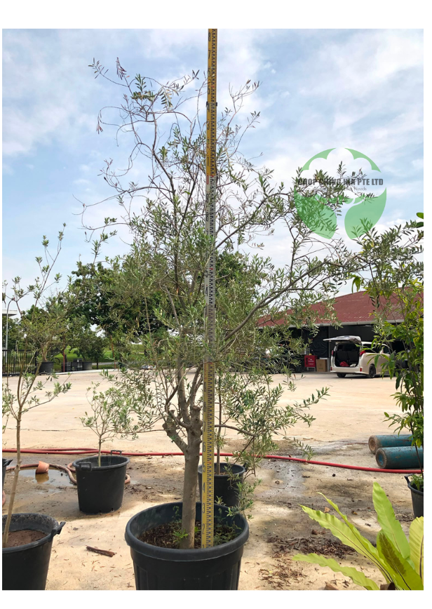 Olea Europaea (Olive Tree)