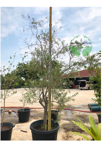 Olea Europaea (Olive Tree)