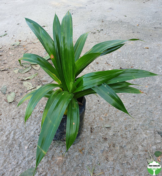 Pandanus dubius