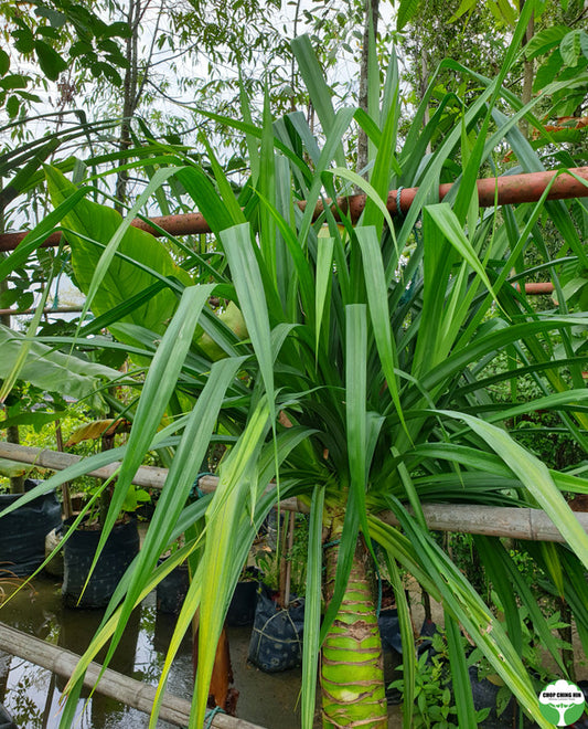 Pandanus spp.