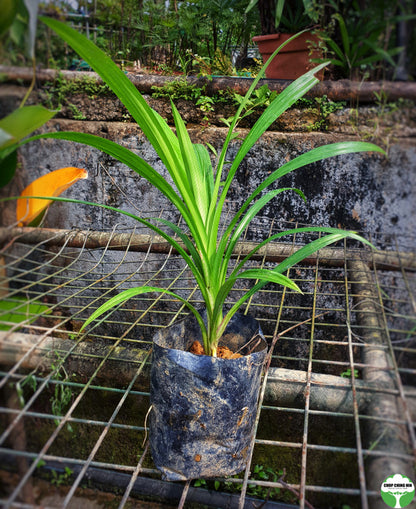 Pandanus amaryllifolius