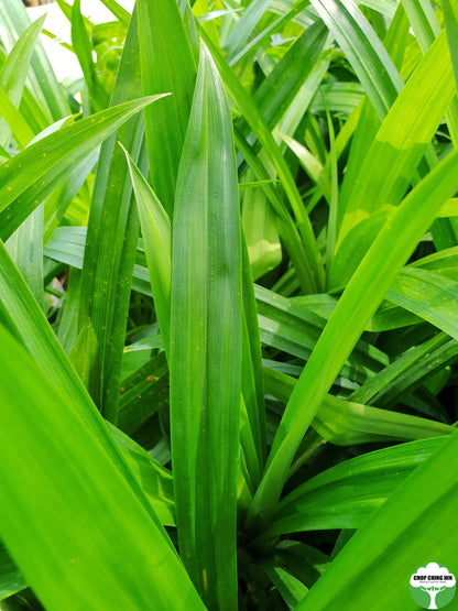 Pandanus amaryllifolius