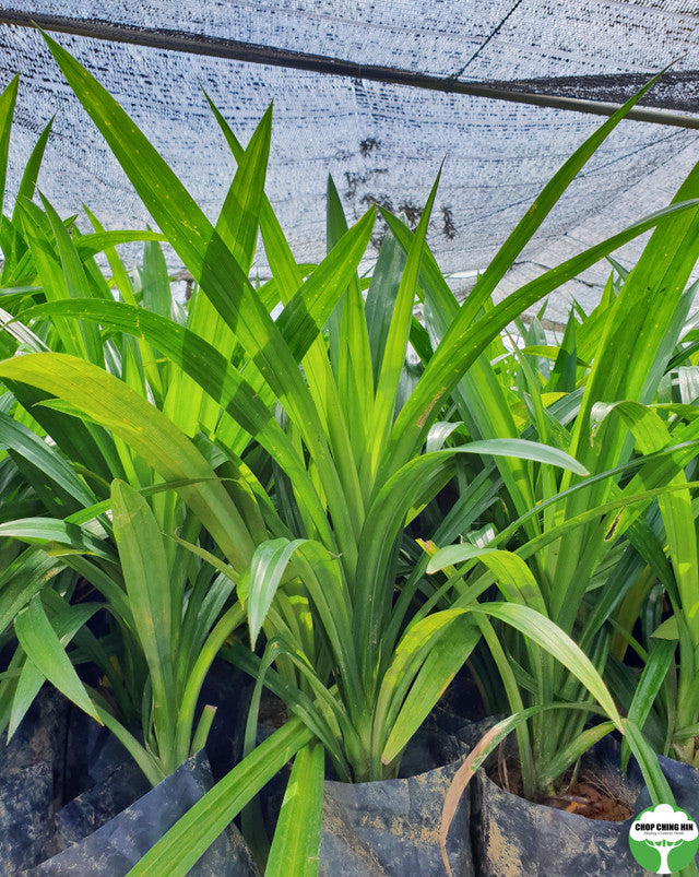 Pandanus amaryllifolius