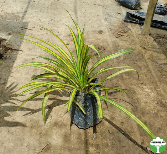 Pandanus tectorius Parkinson ex Du Roi (thornless)