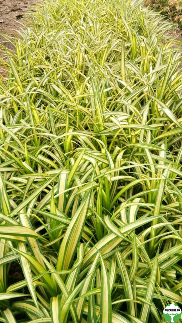 Pandanus tectorius Parkinson ex Du Roi (thornless)