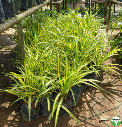 Pandanus tectorius Parkinson ex Du Roi (thornless)