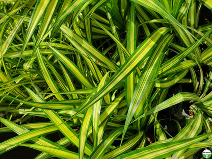 Pandanus tectorius Parkinson ex Du Roi (thornless)