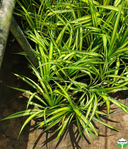 Pandanus tectorius Parkinson ex Du Roi (thornless)