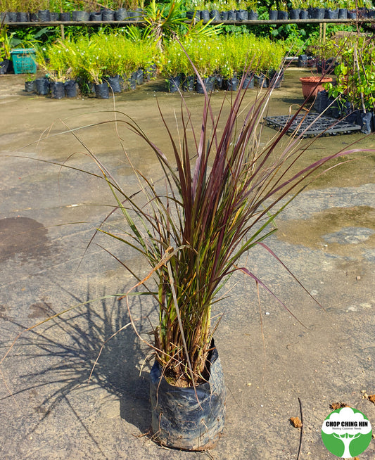 Pennisetum x advena 'Rubrum'