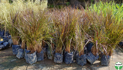 Pennisetum x advena 'Rubrum'