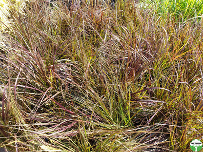 Pennisetum x advena 'Rubrum'