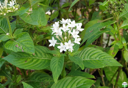 Pentas lanceolata 'Alba'