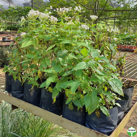 Pentas lanceolata 'Alba'