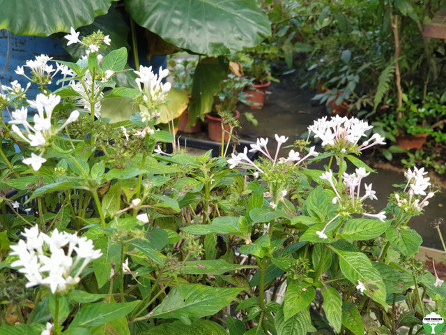 Pentas lanceolata 'Alba'